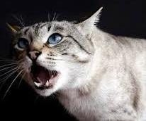 Стерилизация кошек